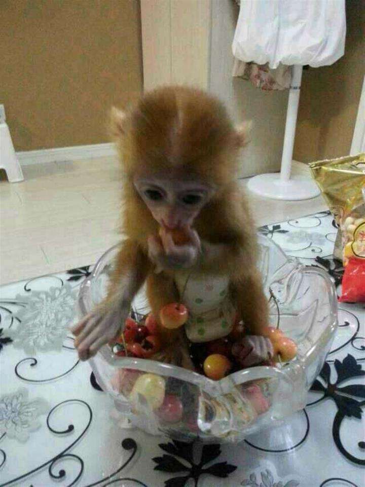 毕业证哪里办理